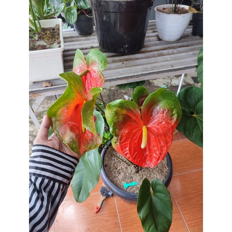 anthurium bunga presiden induk