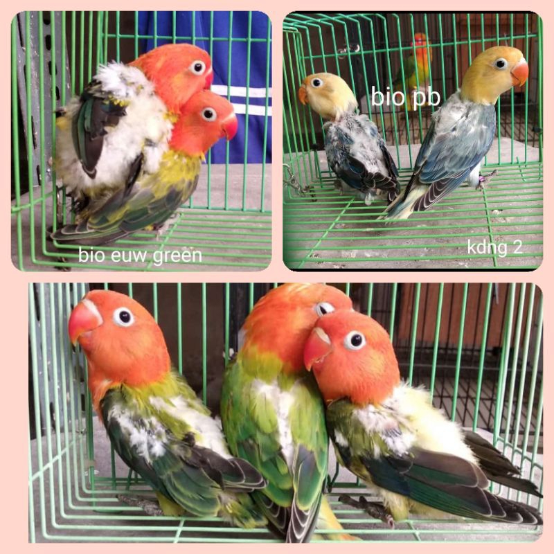 (Khusus Gojek & Grab Bandung) Burung Lovebird Masih Lolohan Mutasi Biola