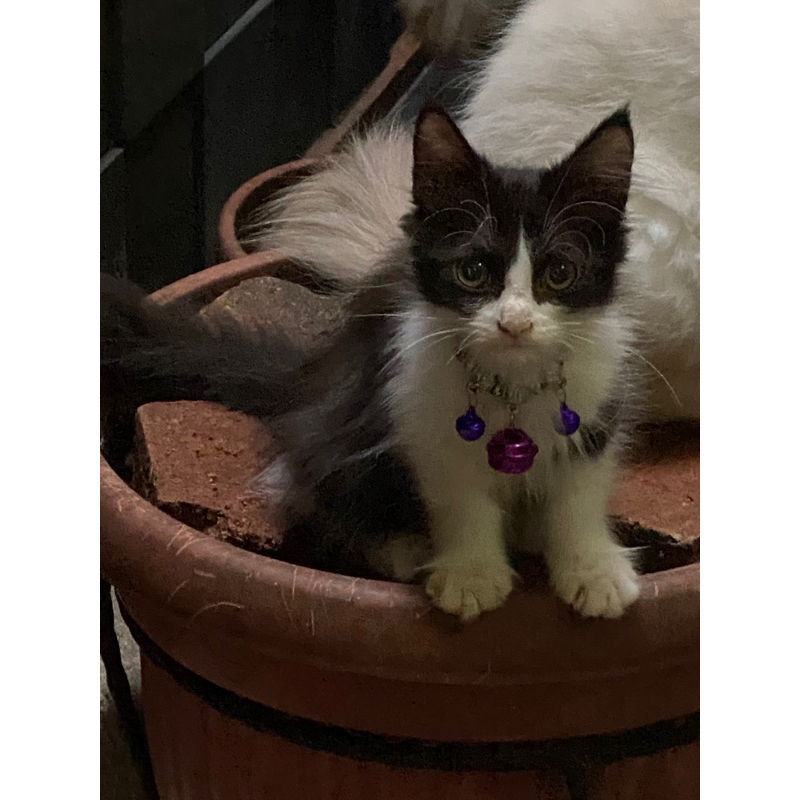 Anakan mix mainecoon ragdoll