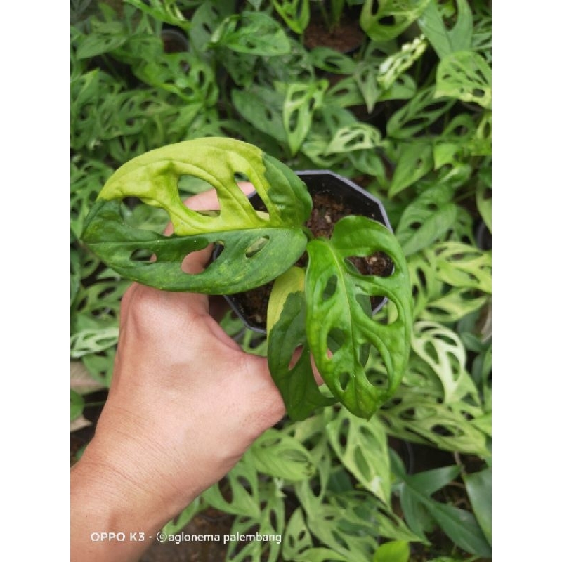 Janbol Variegata Jepang