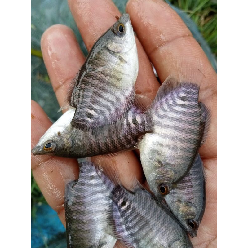 paket 10 gurame soang jempolan +pakan