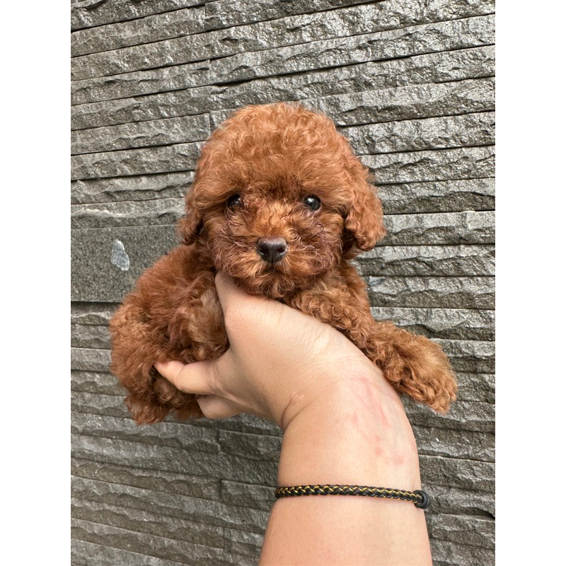 red (fawn) toy poodle betina stambum vaksin (ready)