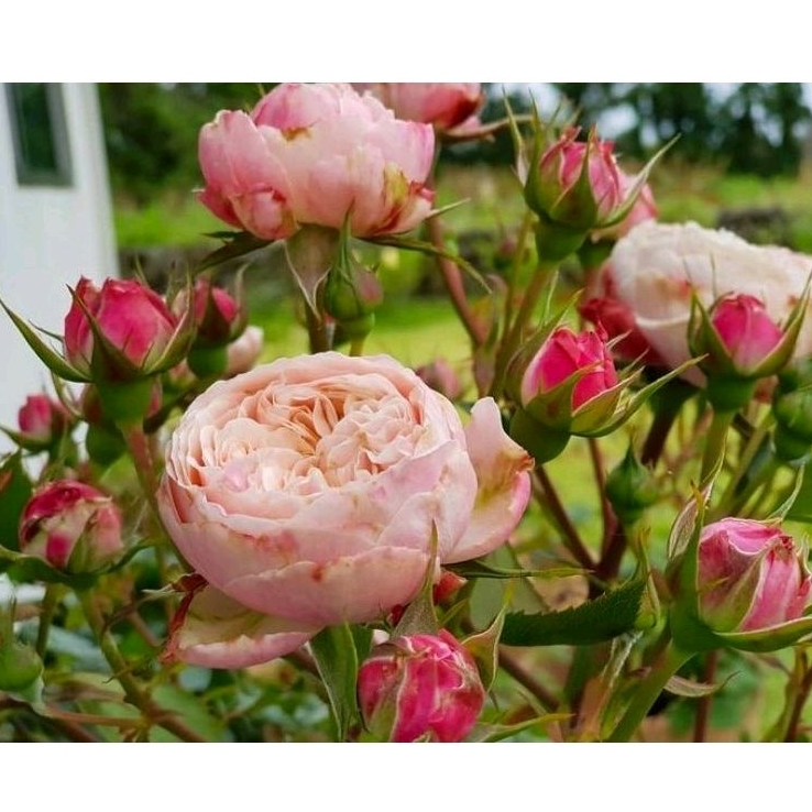 Mawar Imfort Victorian Classic | Bunga Mawar Victorian Classic | Tanaman Hias Outdor Victorian Class