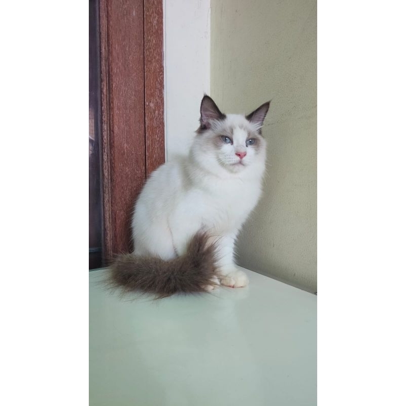 Kucing ragdoll V-bicolor