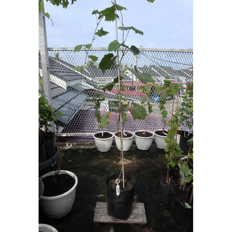 Anggur Shine Muscat Korea Bibit