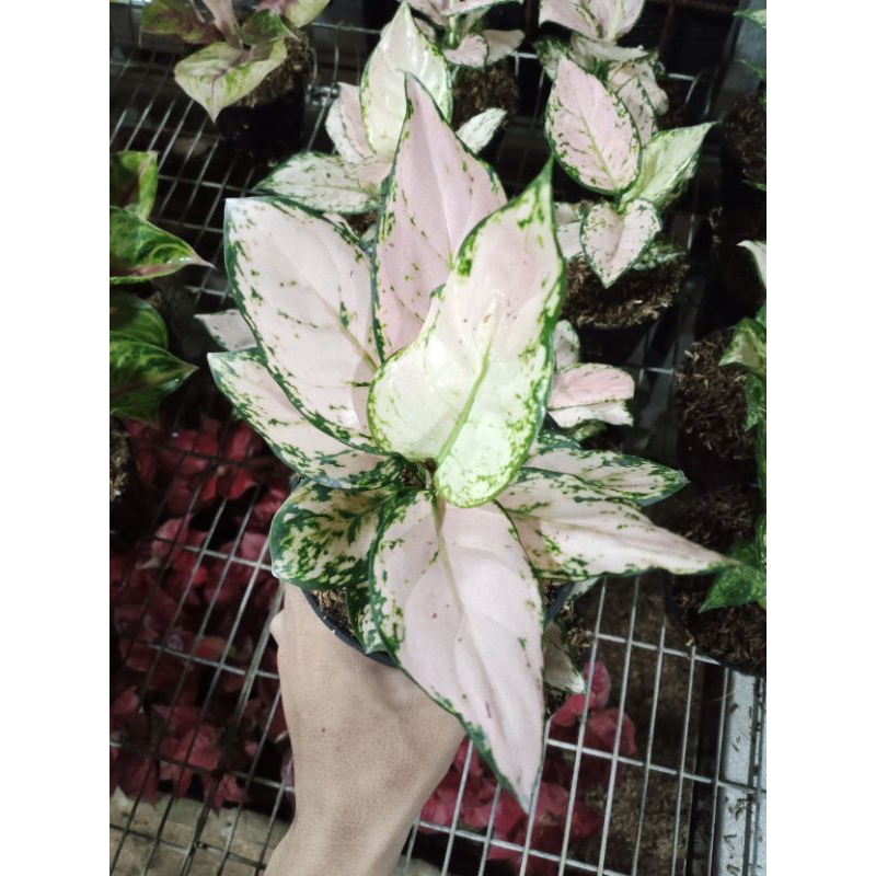 AGLONEMA PINK YULIA