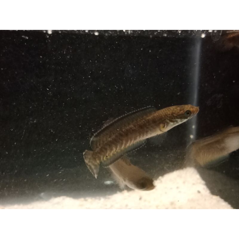 baby andrao calon asyik saiz 4-5cm