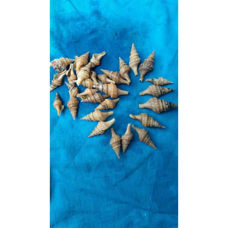 cangkang keong cabai atau terompet kecil