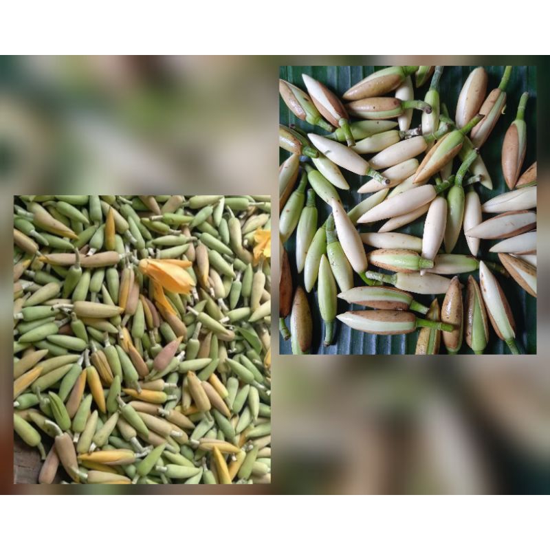 Bunga KANTIL kuning , KANTIL putih isi 50 biji Kembang Cempaka Murah