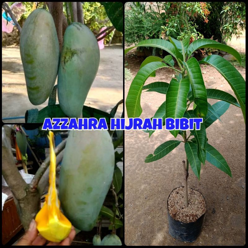 bibit tanaman murah mangga kiojay 1 meter