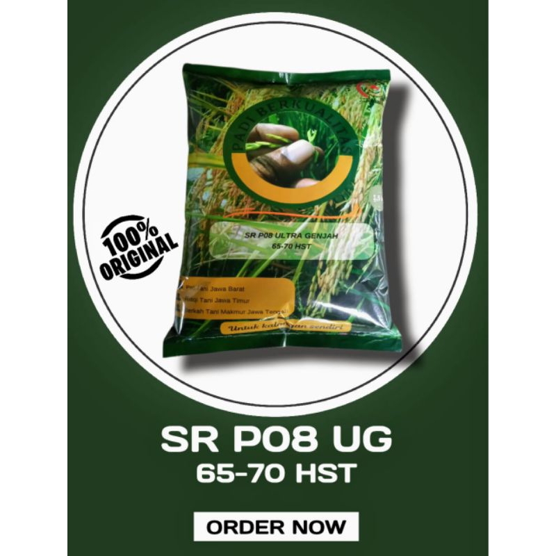 benih padi SR P08 Ultra genjah ORIGINAL 1kg padi super genjah 65 hst