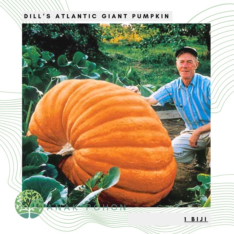 Benih Bibit Biji - Dill's Atlantic Giant Pumpkin Labu Raksasa Cucurbita maxima Seeds