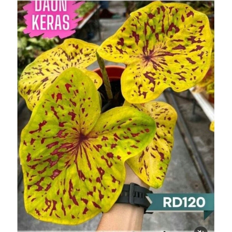 Keladi Yellow Leopard - Tanaman Hias Keladi Caladium Yellow Leopard