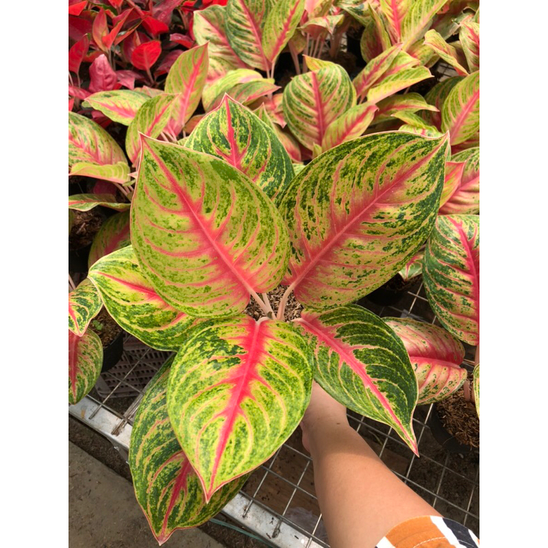 Aglaonema Andini Lokal Jumbo