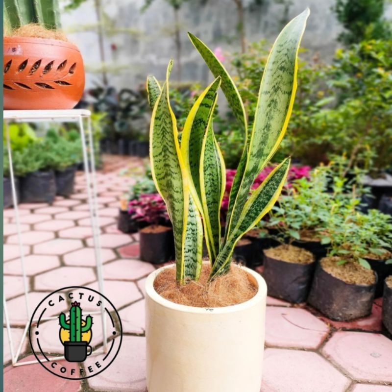 Tanaman Hias Lidah Mertua - Tanaman Sensivera Lidah Mertua / Tanaman Hidup Lidah mertua