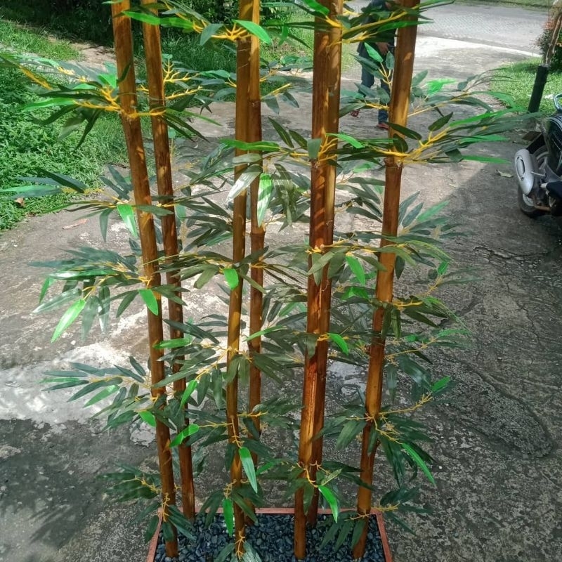 Tanaman Hias Pohon Bambu Kuning/Bambu Panda Bibit Bambu Kuning Tinggi 1 Meter Up