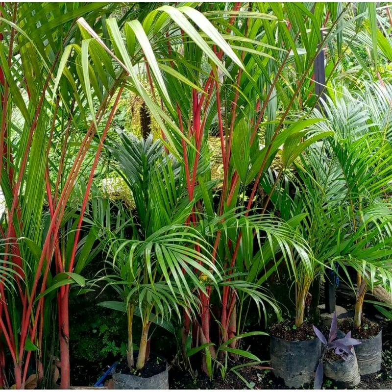 palem merah 2 meter / red palm