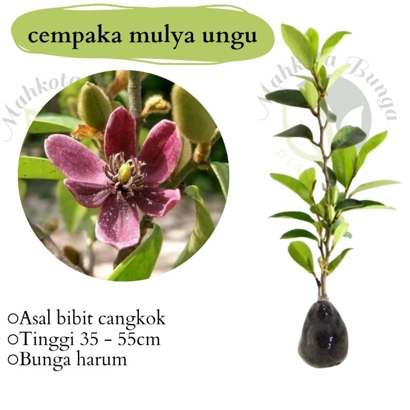 tanaman wangi  bunga cempaka mulya ungu