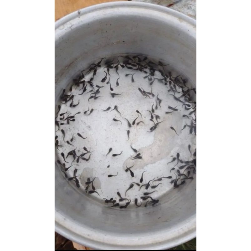 Bibit ikan lele ukuran 1-2/2-3 cm isi 60 ekor