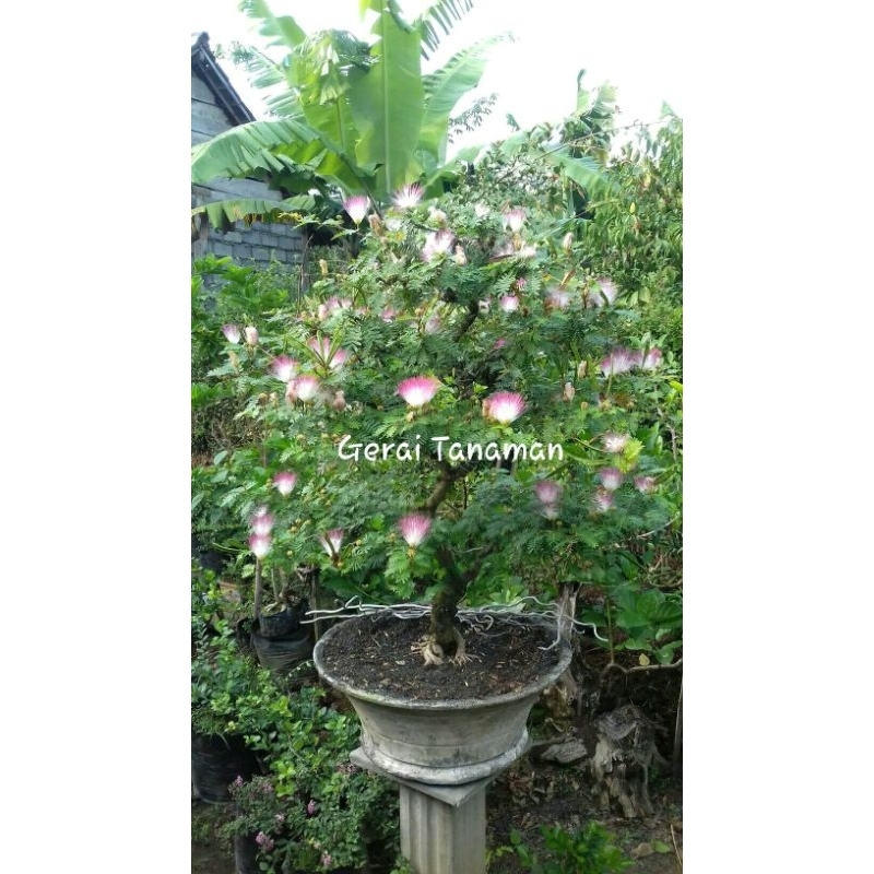 kaliandra surinamensis / bonsai taman rajin berbunga -/+ 130 cm