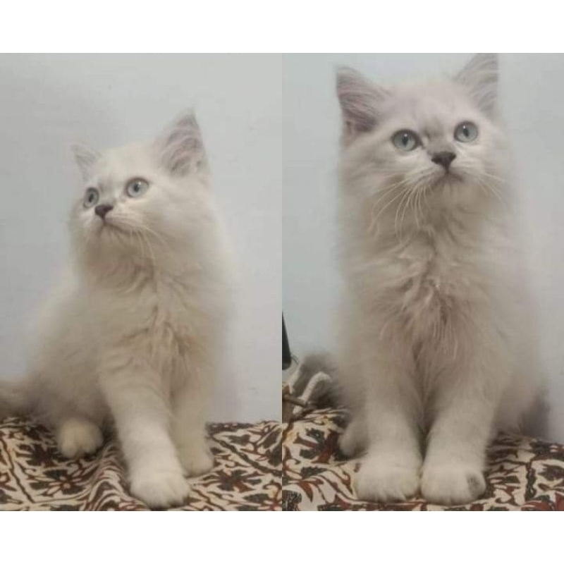Kucing kitten himalaya