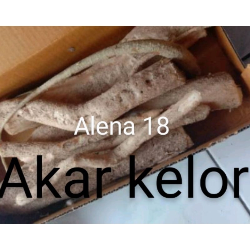 

Akar pohon kelor asli organik banyak khasiat