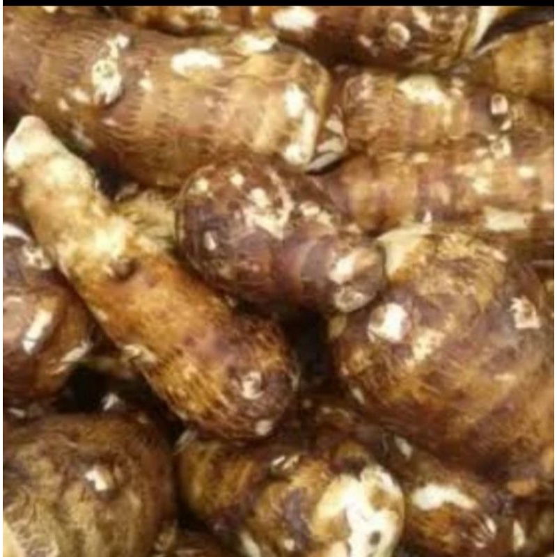 

Ubi Keladi per Kg Sayur Segar Palembang