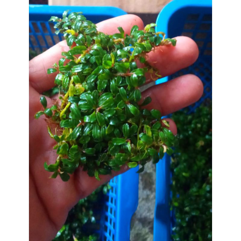 Buce sp mini mix mini