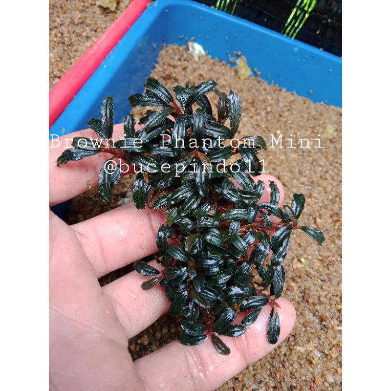 Bucephalandra Phantom Mini