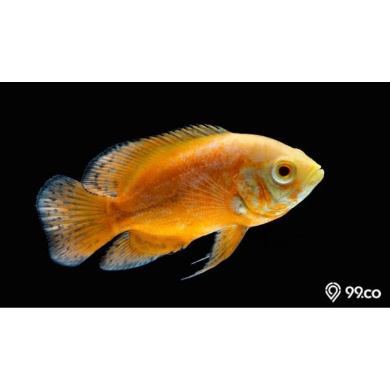 ikan oscar Paris Albino