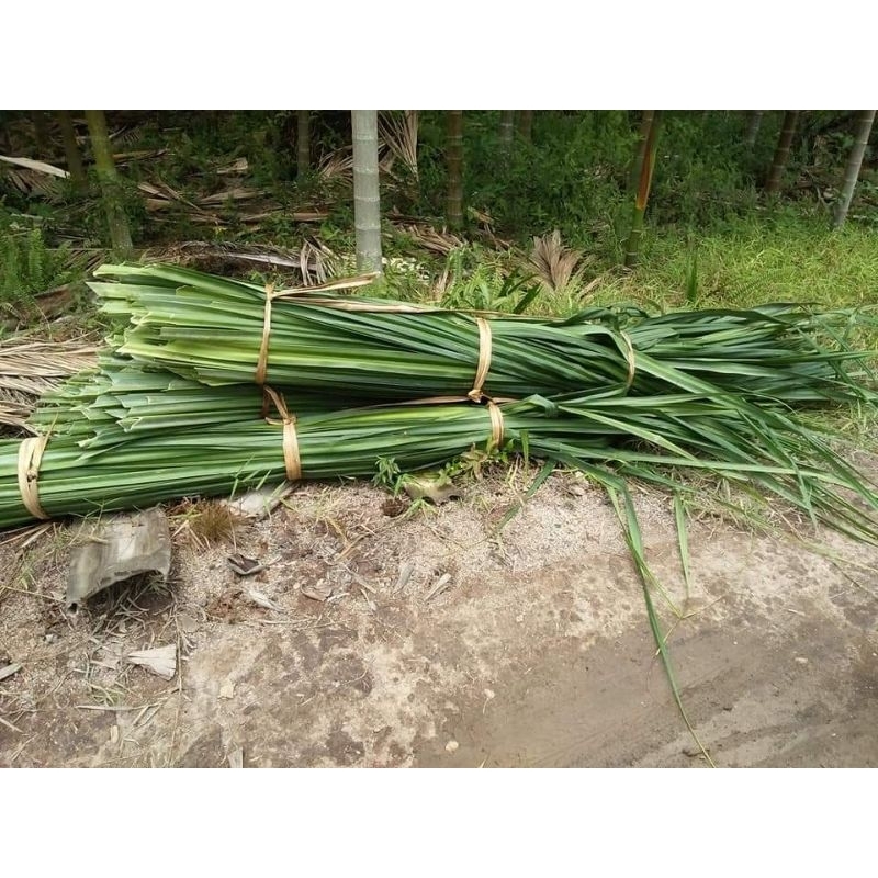 

Daun Pandan untuk aneka kerajinan 1000 Perhelai