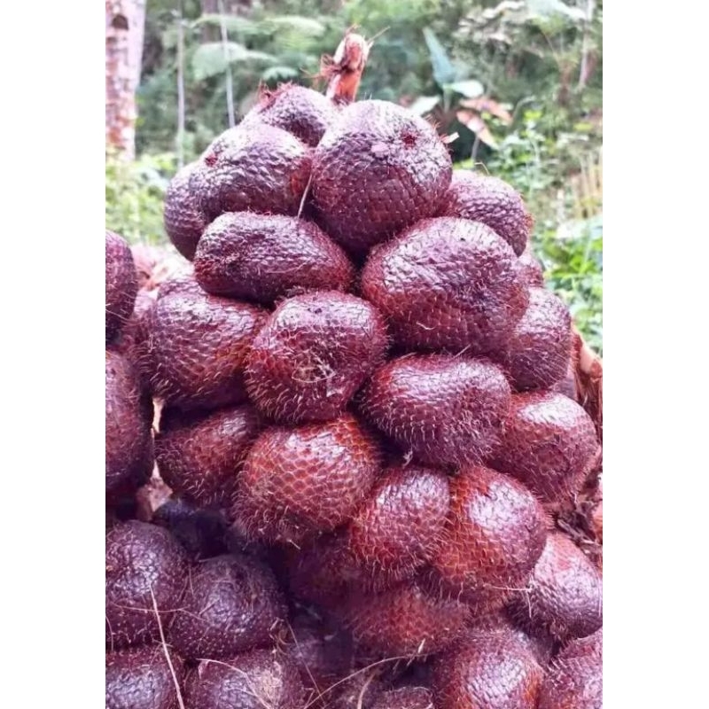 

Salak