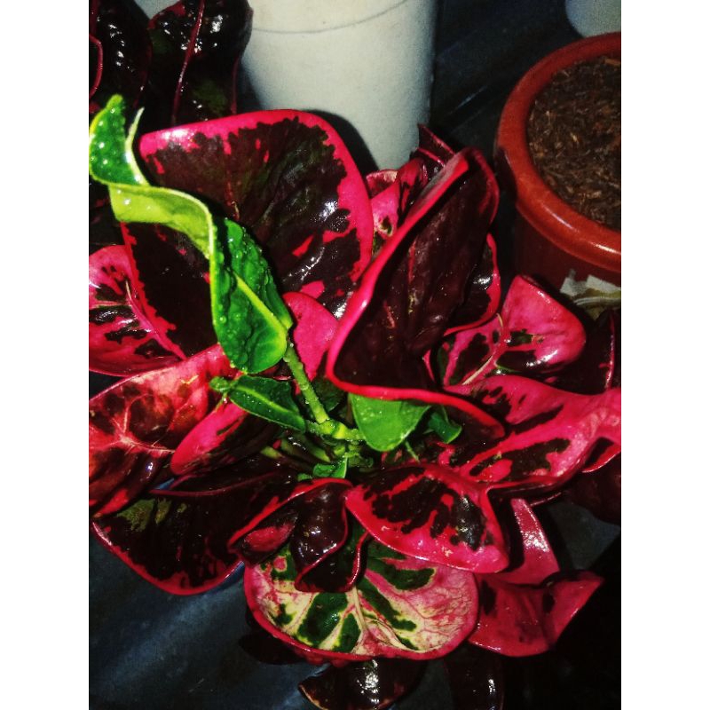 Tanaman Hias Puring Apel Merah