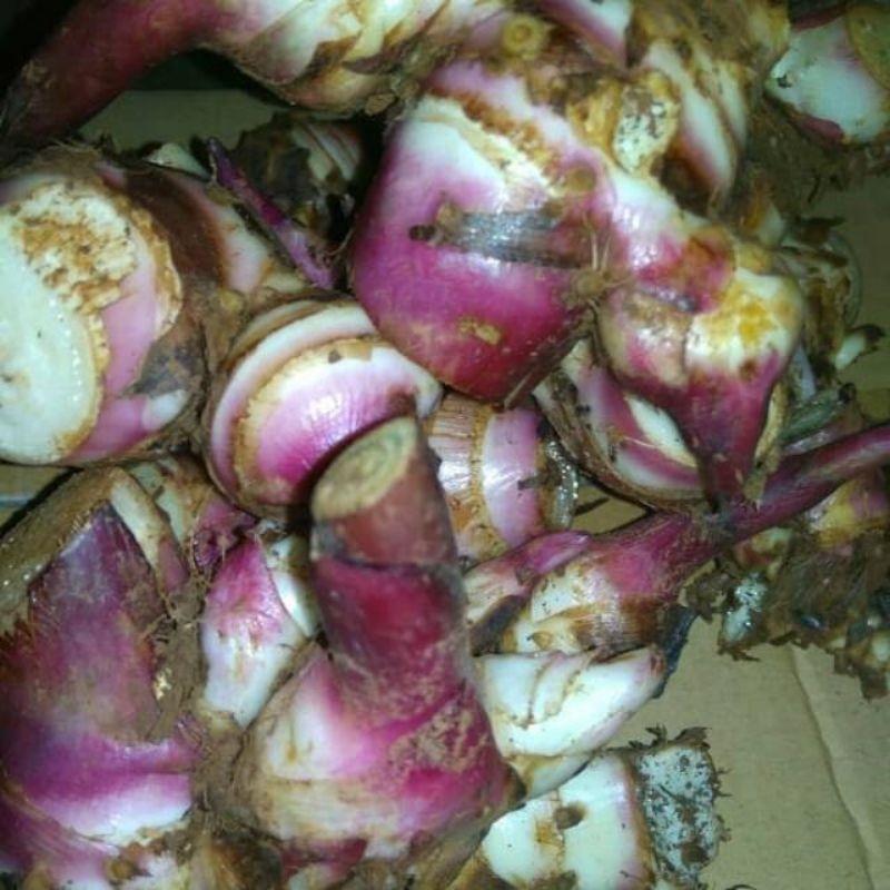 Umbi ganyong merah & putih 1kg