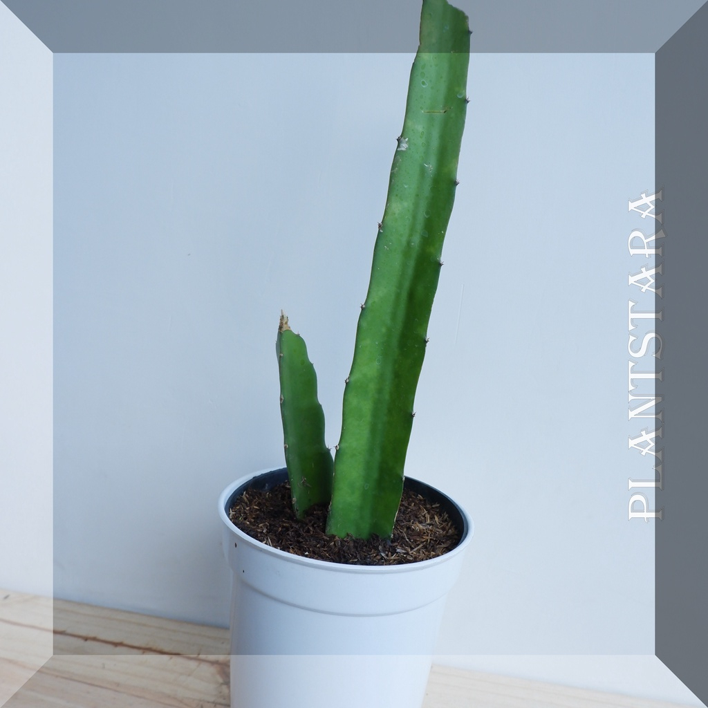 Pohon Bibit buah naga merah (Hylocereus costaricensis )/Pohon buah naga merah - bibit buah naga - na