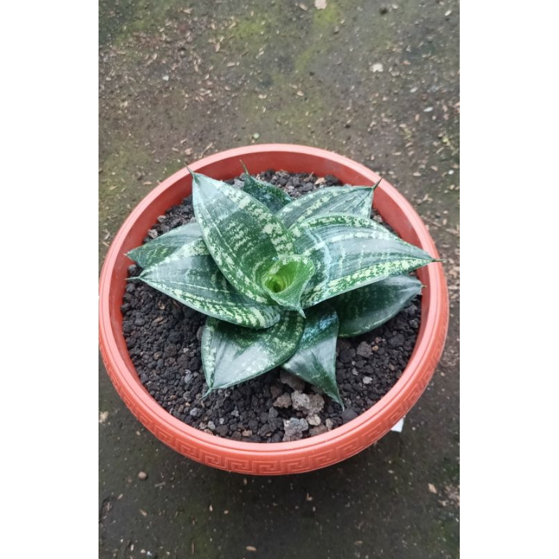 Sansevieria pagoda mutasi hahnii martin