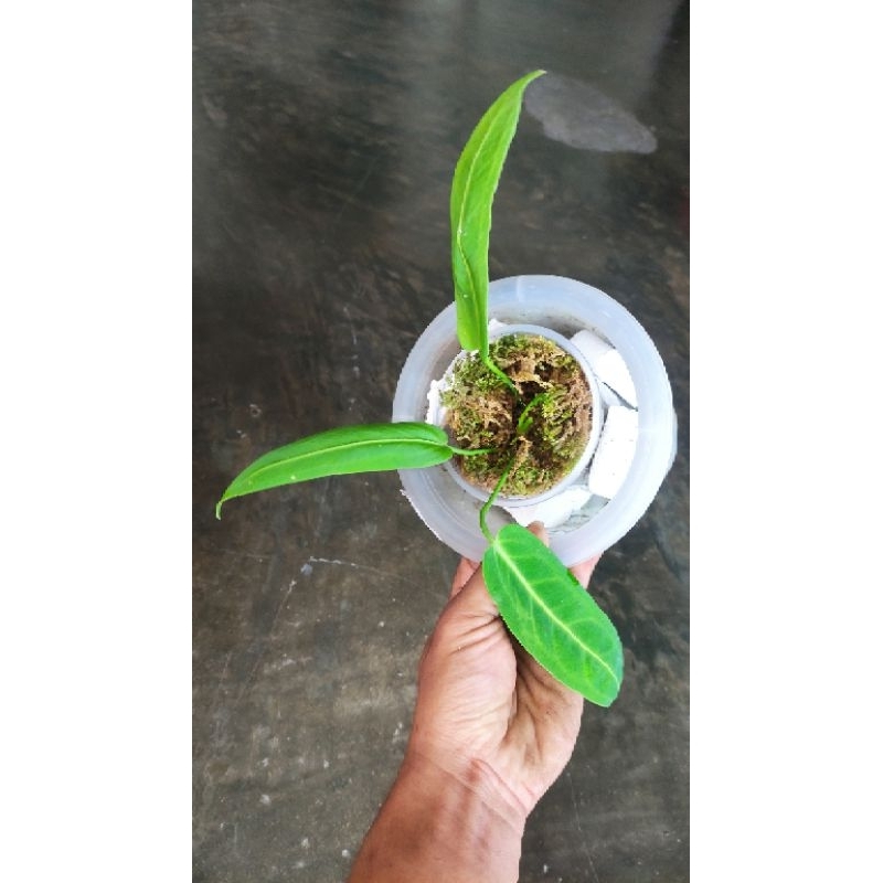 Anthurium Warocqueanum