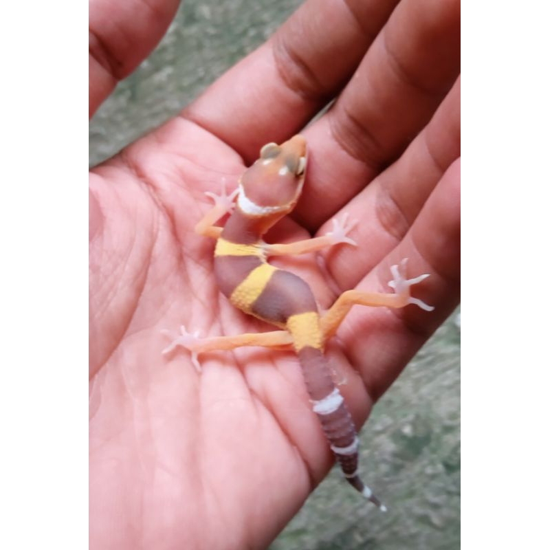 TREMPER LEOPARD GECKO