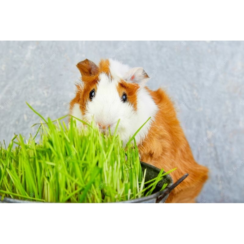 Wheatgrass Growing Kit Paket Rumput Gandum Hamster Lengkap