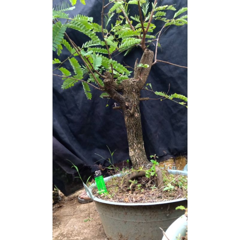 bahan bonsai asem jawa taman