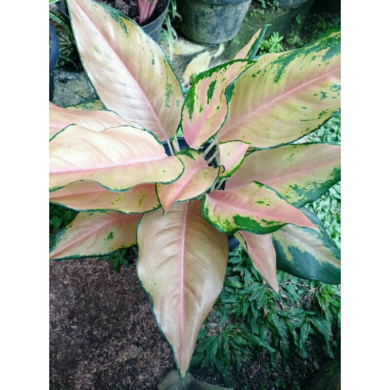 Aglonema kochin tembaga jumbo rumpun 2, jarum banyak,