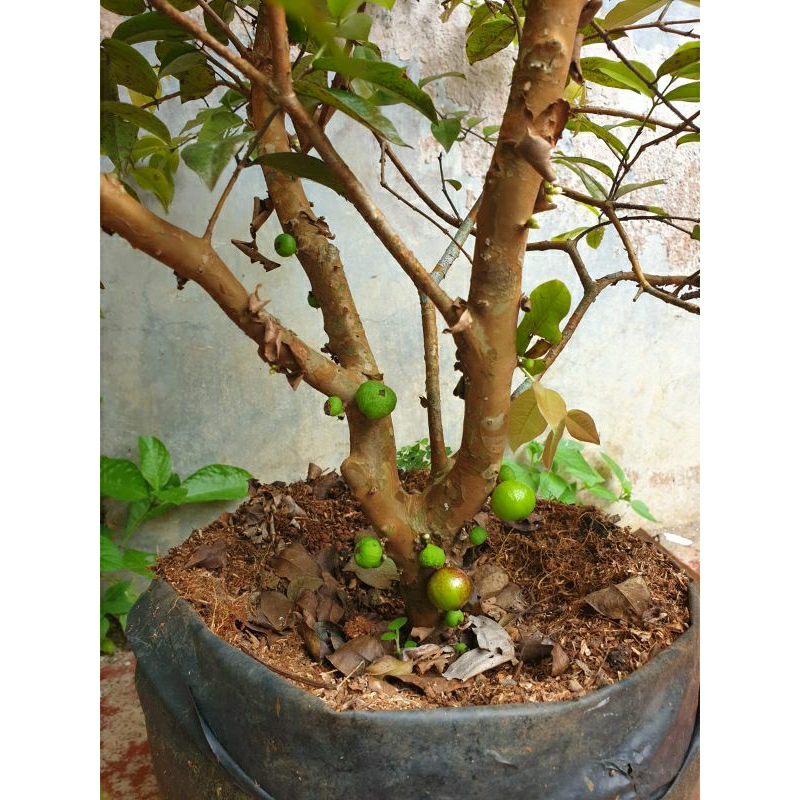 Pohon Buah Tanaman Jaboticaba Preco Hybrid Original