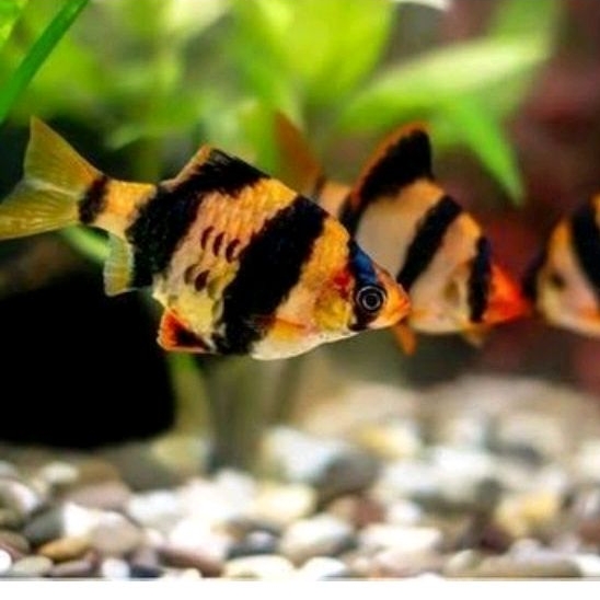 Paket 10 Ekor Sumatra/ Tiger Barb Fish/ Barb Sumatra untuk Replika Hiasan Aquarium KenAquatic.Id