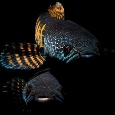 CHANNA AURANTI UK 25-40CM IKAN ASLI INDIA GRADE A++