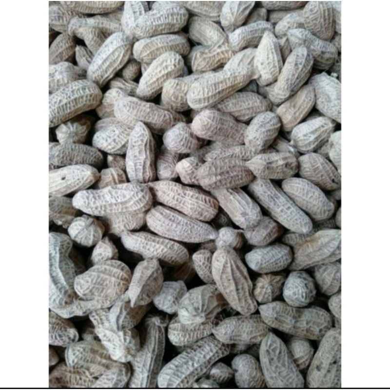 

Kacang Sungai Pandahan..Asli Pasaman