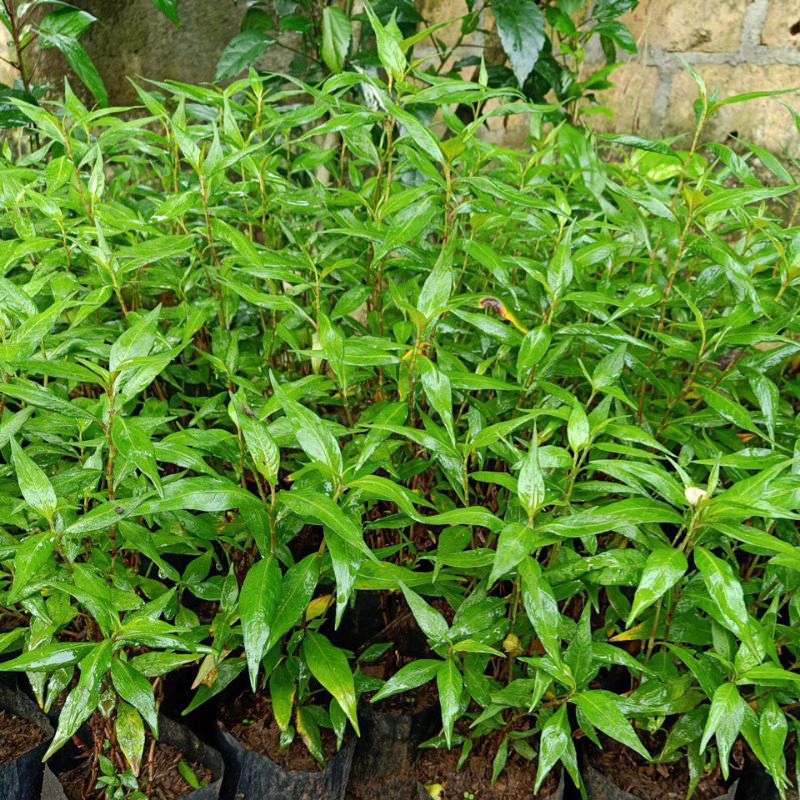 daun kesum segar 500 gram | daun laksa leaf segar organik