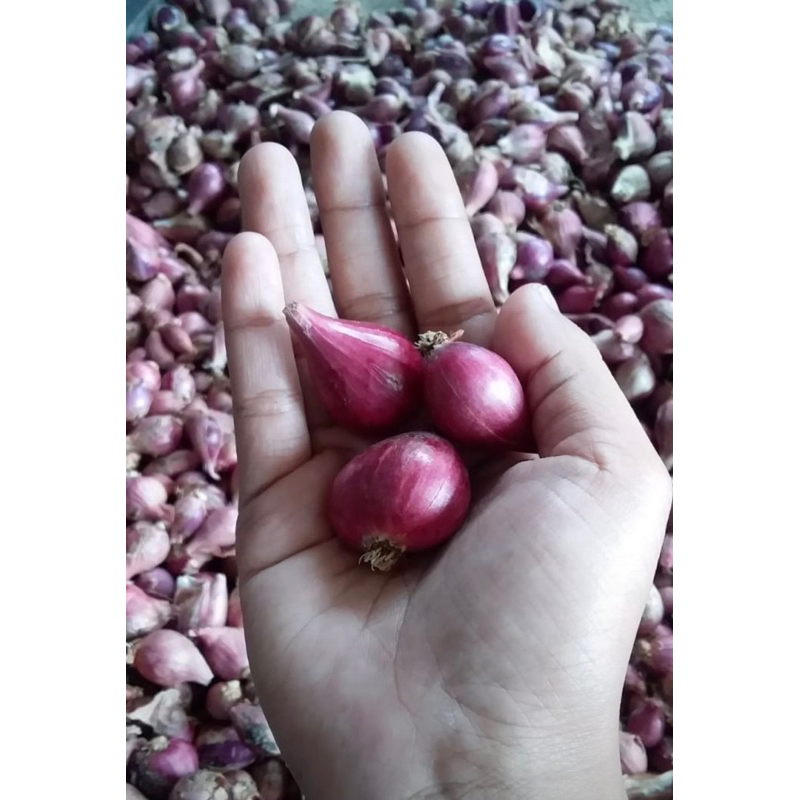 

Grosir Bawang Merah Kiloan