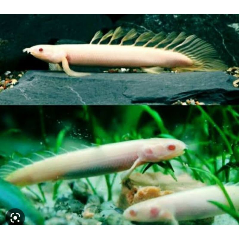 hiyasan aquarium palmas albino size 13-15cm