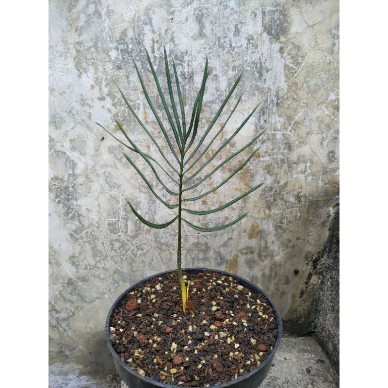 Seedling bibit sikas biru cycas blue - cycas chairsiana