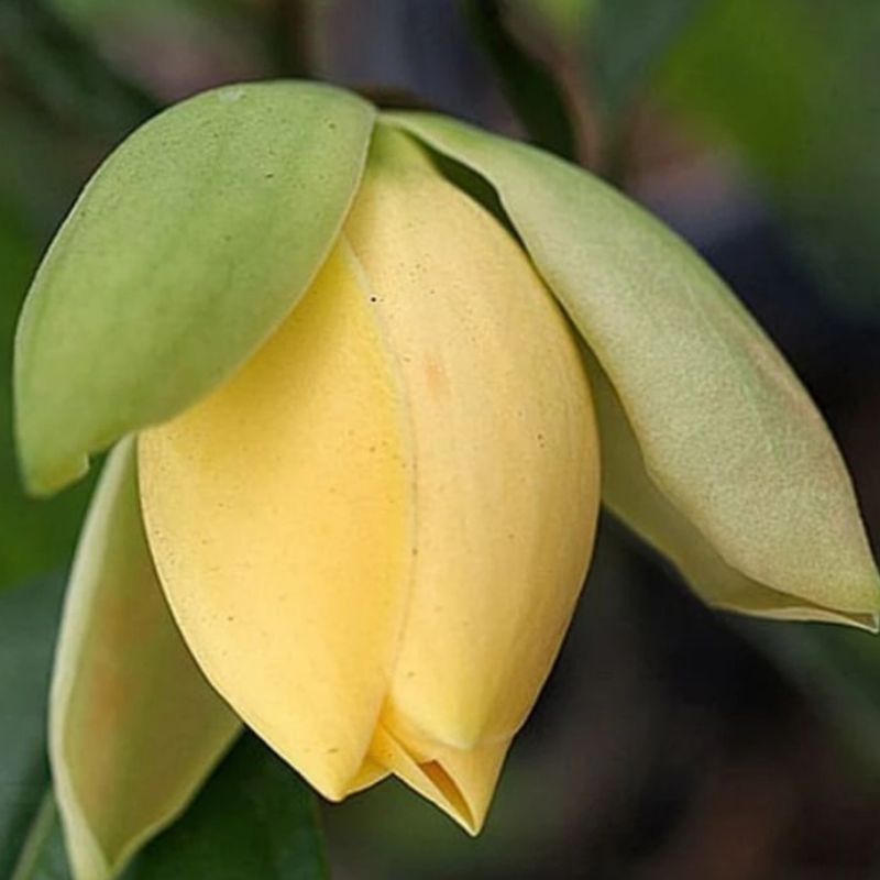bunga magnolia coco / cempaka telur kuning
